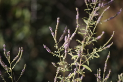 Pogostemon myosuroides